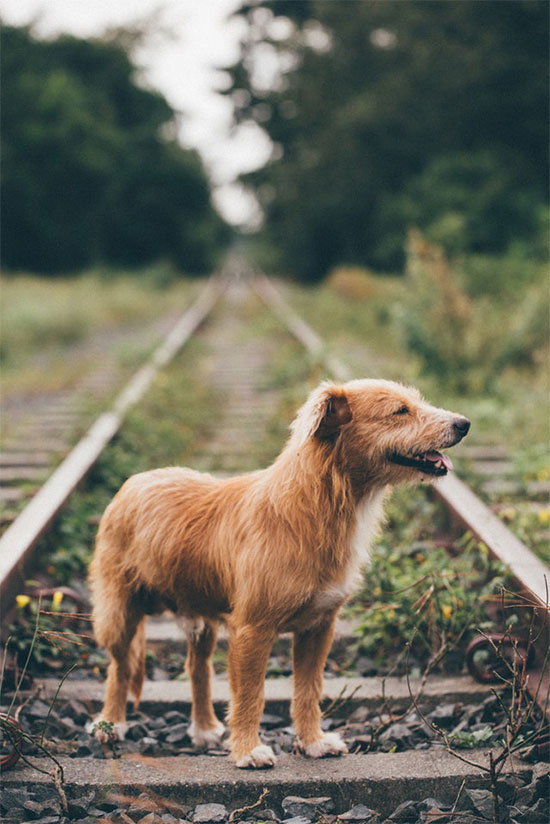 Pexels Photo- Photo of Dog on Railroad Tracks